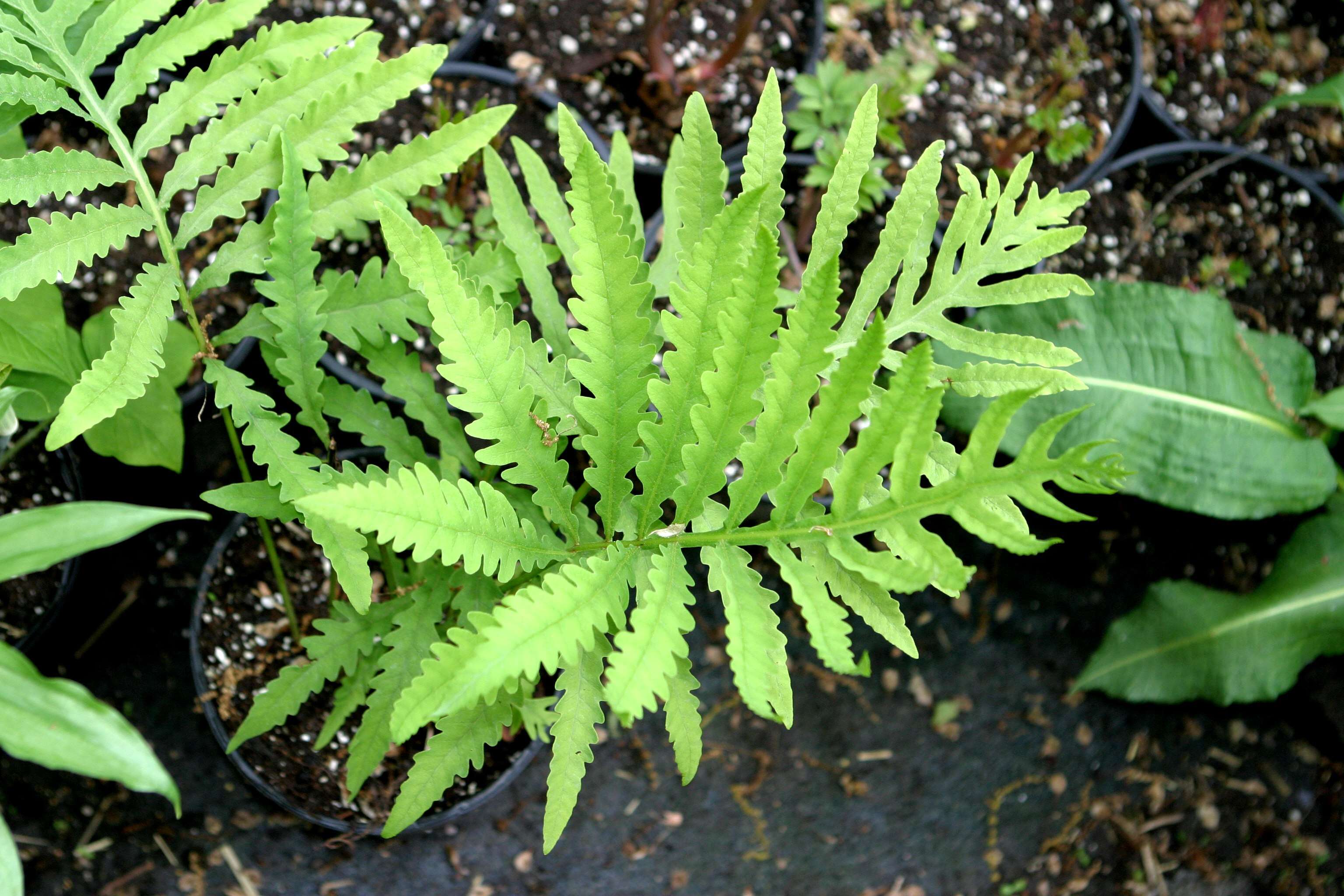 Image of sensitive fern