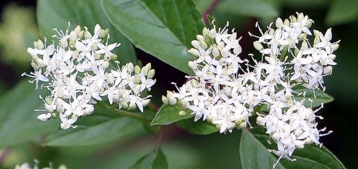 Image of redosier dogwood