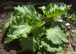 Image of garden rhubarb