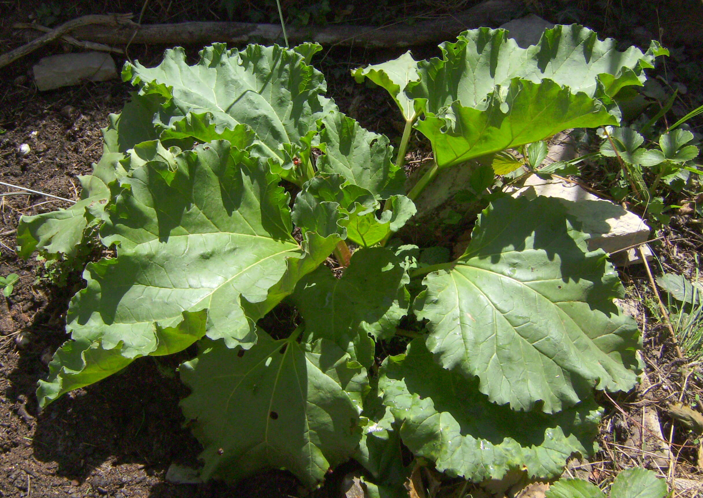 Image of garden rhubarb