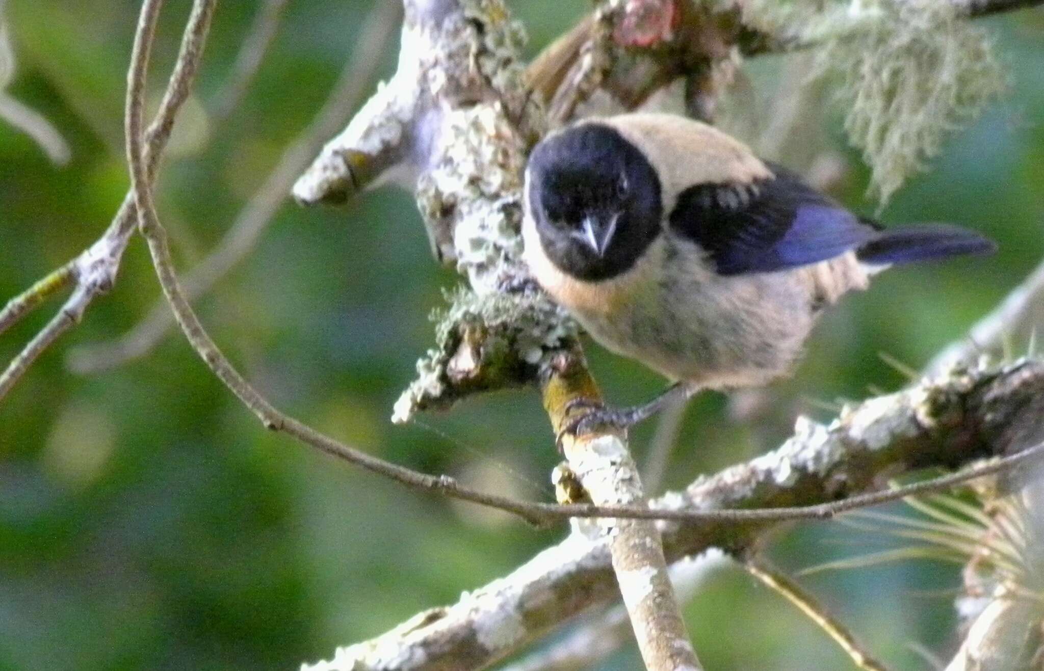 Image of Stilpnia cyanoptera cyanoptera (Swainson 1834)