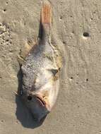 Image of Orange Filefish