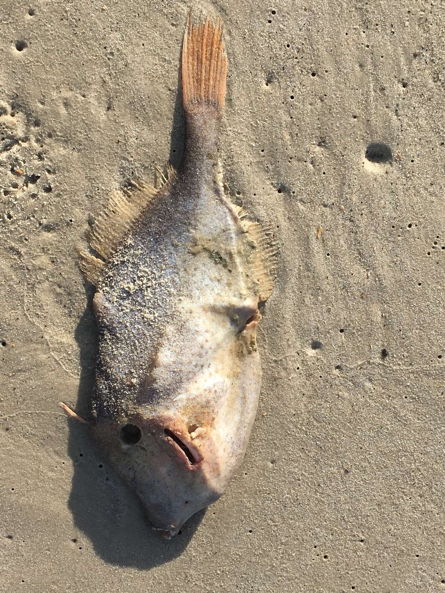 Image of Orange Filefish