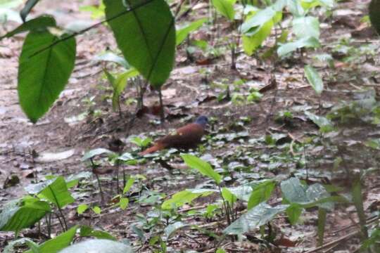 Image of Blue-headed Wood Dove