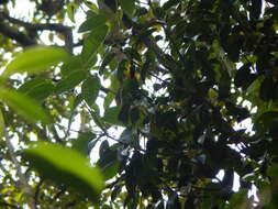 Image of Blue-winged Leafbird