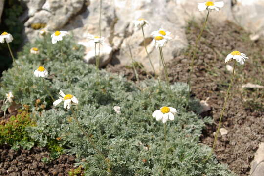 Image of Tanacetum kotschyi (Boiss.) Grierson