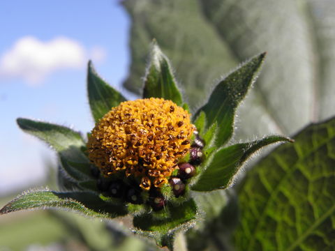 Image of Yacón