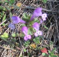 Image of common henbit