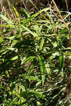 Image of Croton phebalioides F. Muell. ex Müll. Arg.