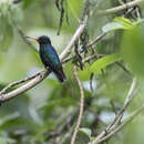 Image of Rufous-throated Sapphire
