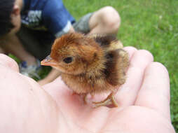 Image of Chinese Bamboo Partridge