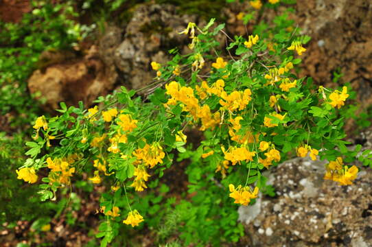 Image of Scorpion Senna