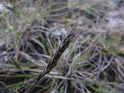 Image of Limestone Pappus Grass