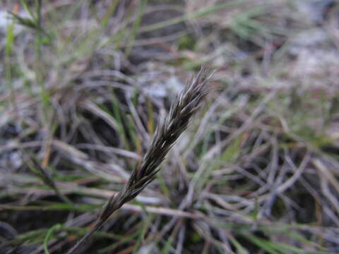 Imagem de Pappophorum pappiferum (Lam.) Kuntze