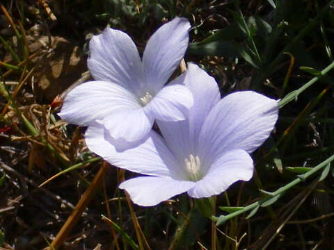 Image of Blue flax