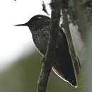 Image de Colibri avocettin