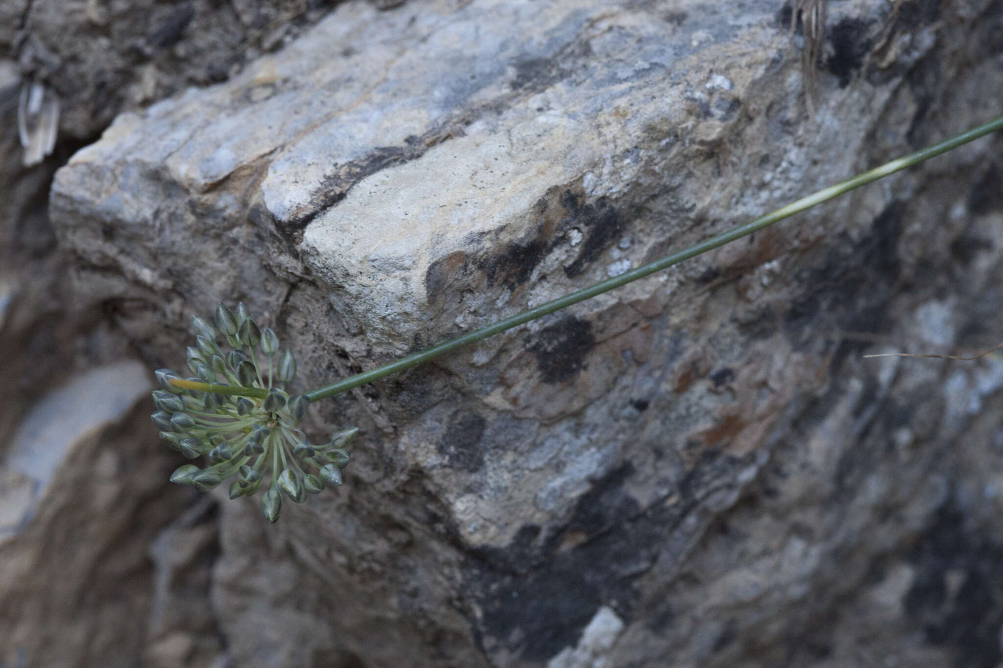 Image of Allium caesium Schrenk