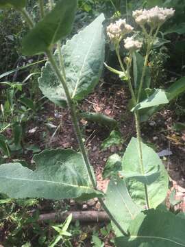 Image of wild quinine