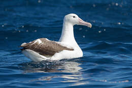 Image of Royal Albatross