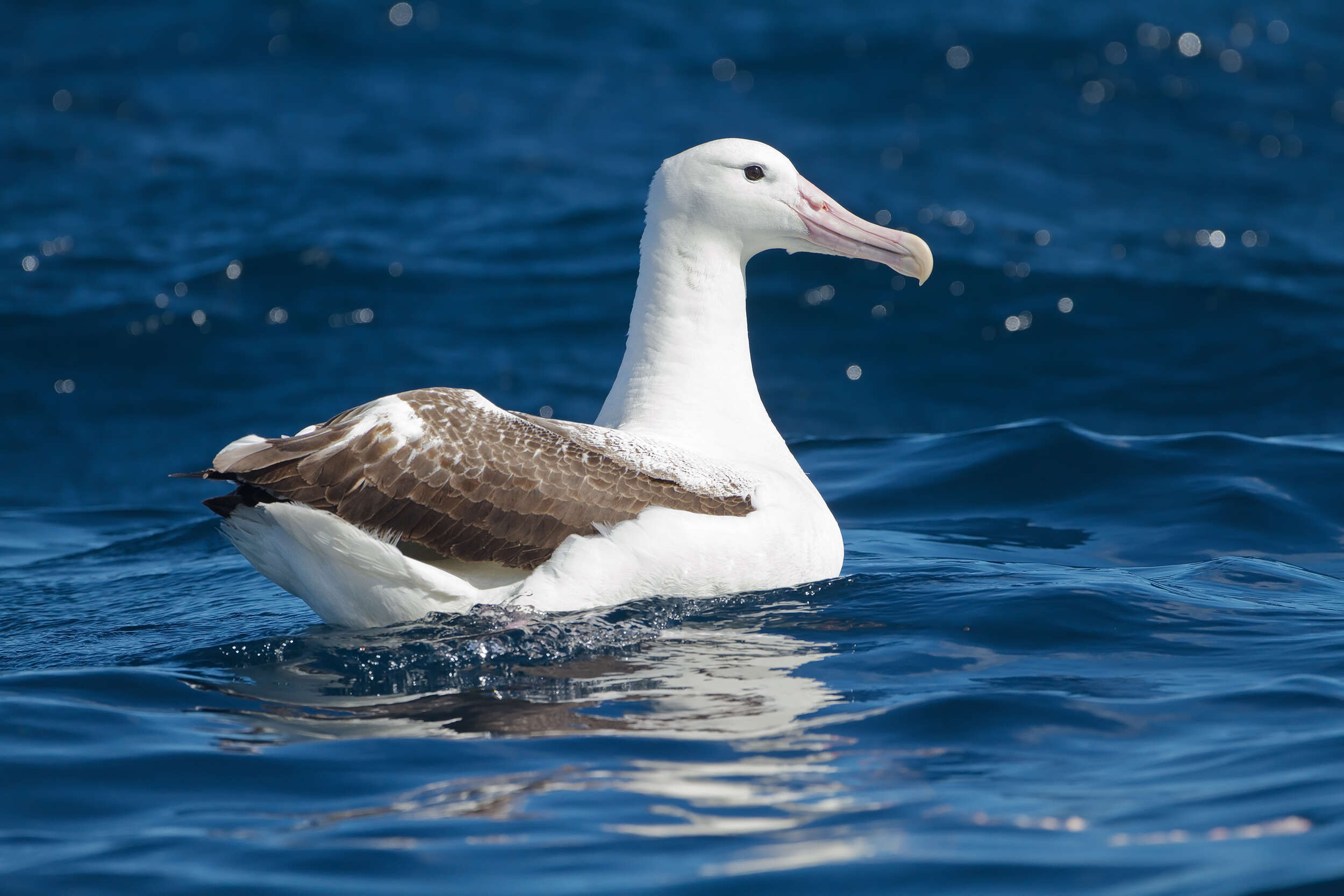 Image of Royal Albatross