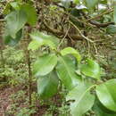 Image of Xanthostemon oppositifolius F. M. Bailey