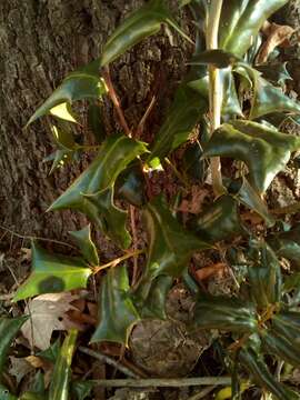 Image of Chinese holly