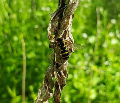 Xanthogramma flavipes (Loew 1863) resmi