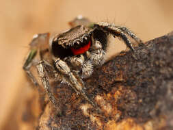 Image of Habronattus coecatus (Hentz 1846)