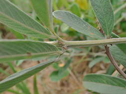 Image of Eriosema psoraleoides (Lam.) G. Don