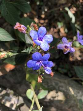 Image de Eranthemum pulchellum Andr.