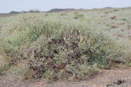 Image de Zygophyllum xanthoxylum (Bunge) Engl.