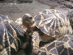 Image of Burmese Starred Tortoise