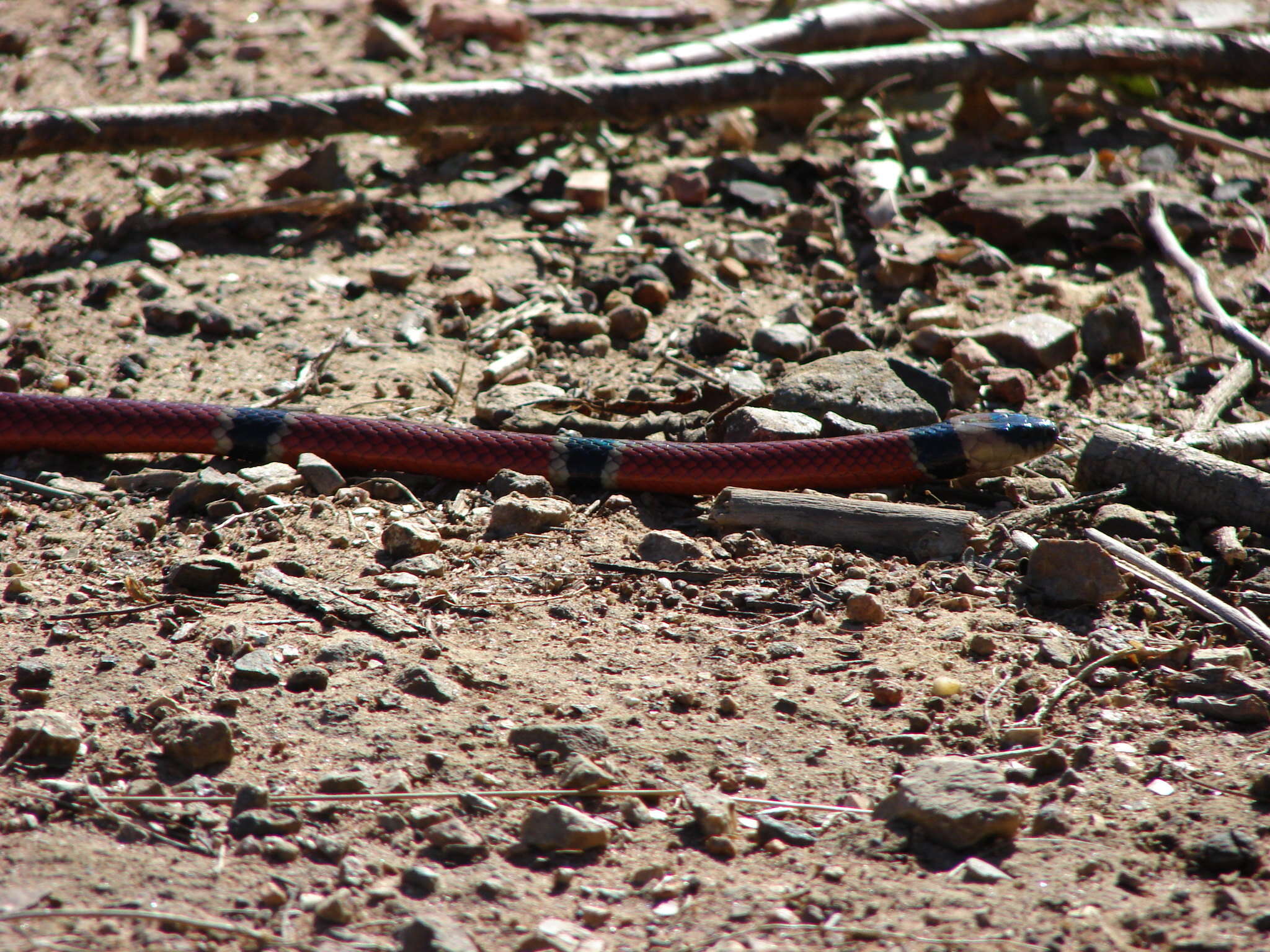 Image of West Mexican Coral Snake