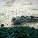 Image of Japanese fluvial sculpin