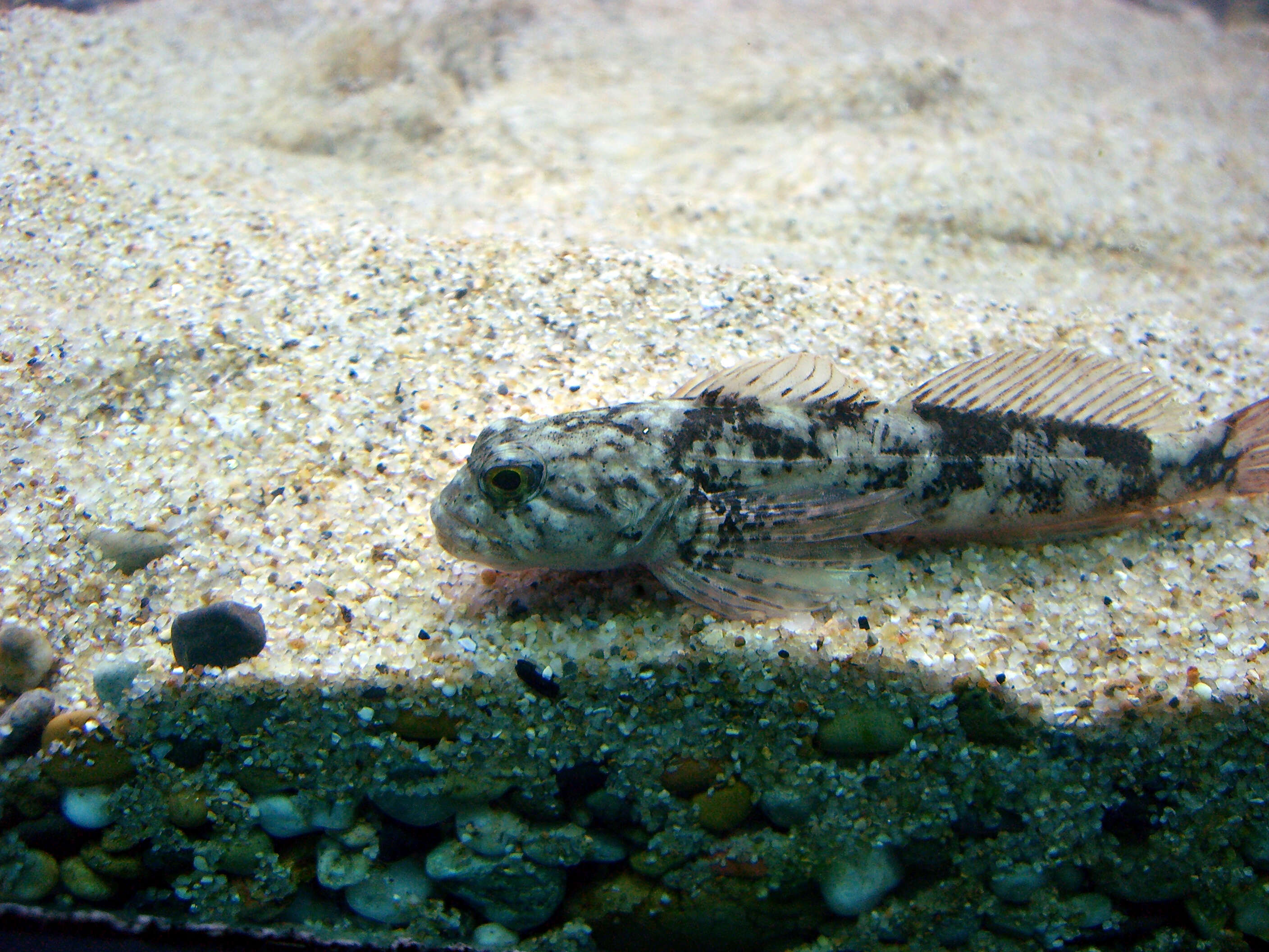 Image of Japanese fluvial sculpin