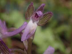 Anacamptis morio subsp. syriaca (E. G. Camus) H. Kretzschmar, Eccarius & H. Dietr.的圖片