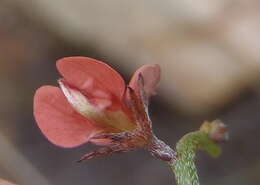 صورة Indigofera leptocarpa Eckl. & Zeyh.