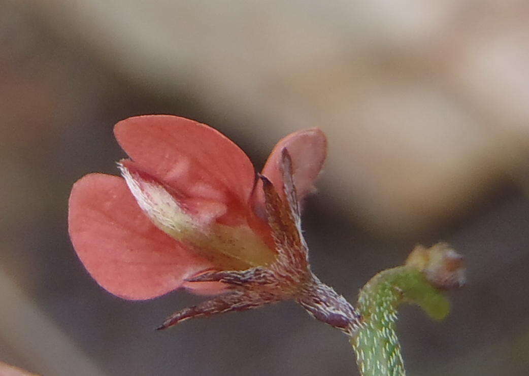 صورة Indigofera leptocarpa Eckl. & Zeyh.