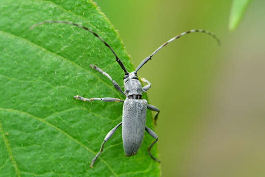 Image of Canidia canescens (Dillon 1955)