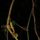 Image of Sylvia's tree frog