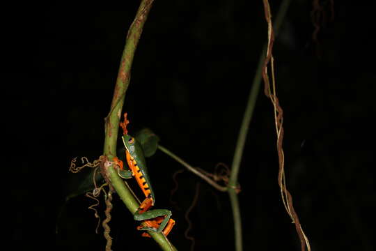 Image of Sylvia's tree frog