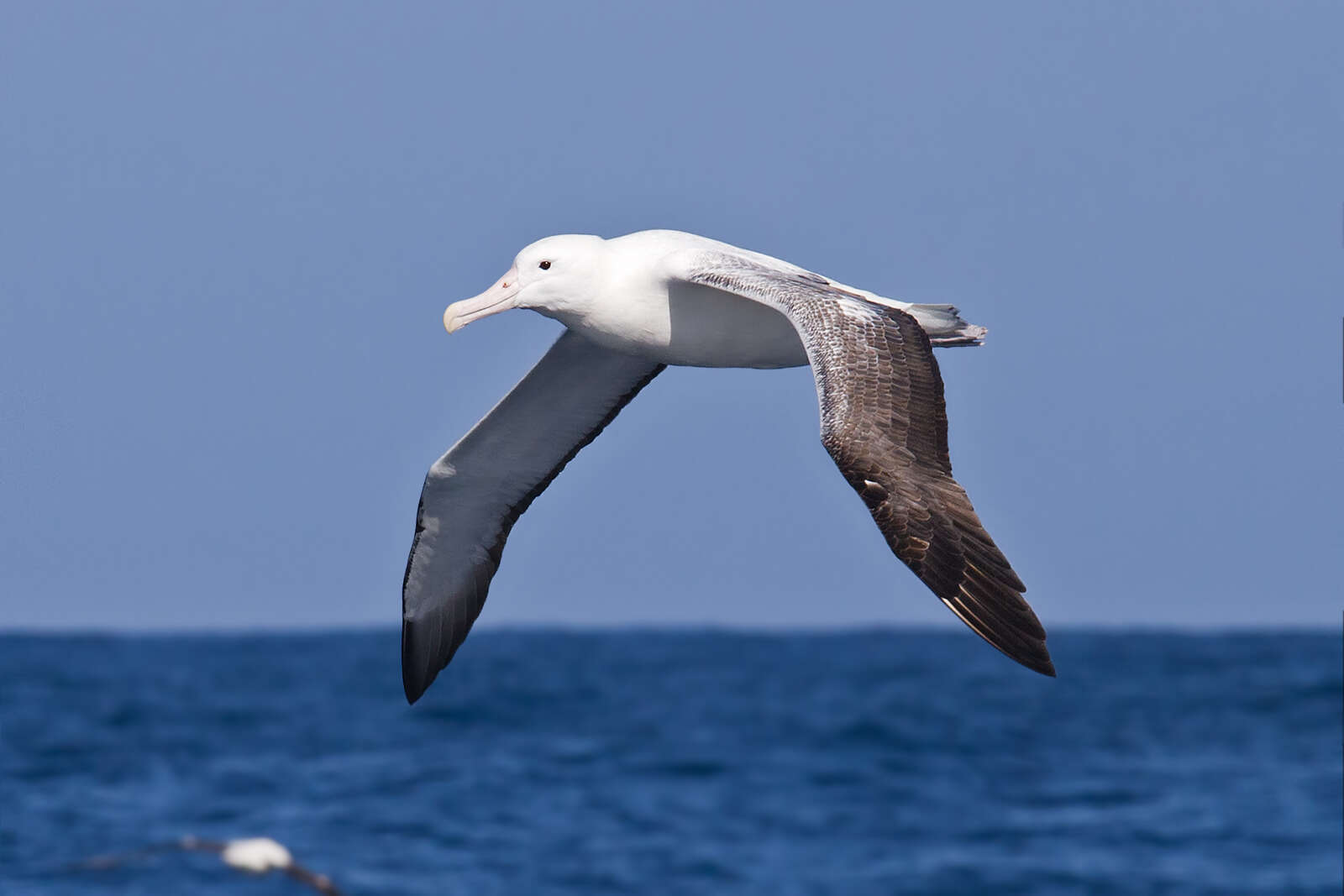 Image of Royal Albatross