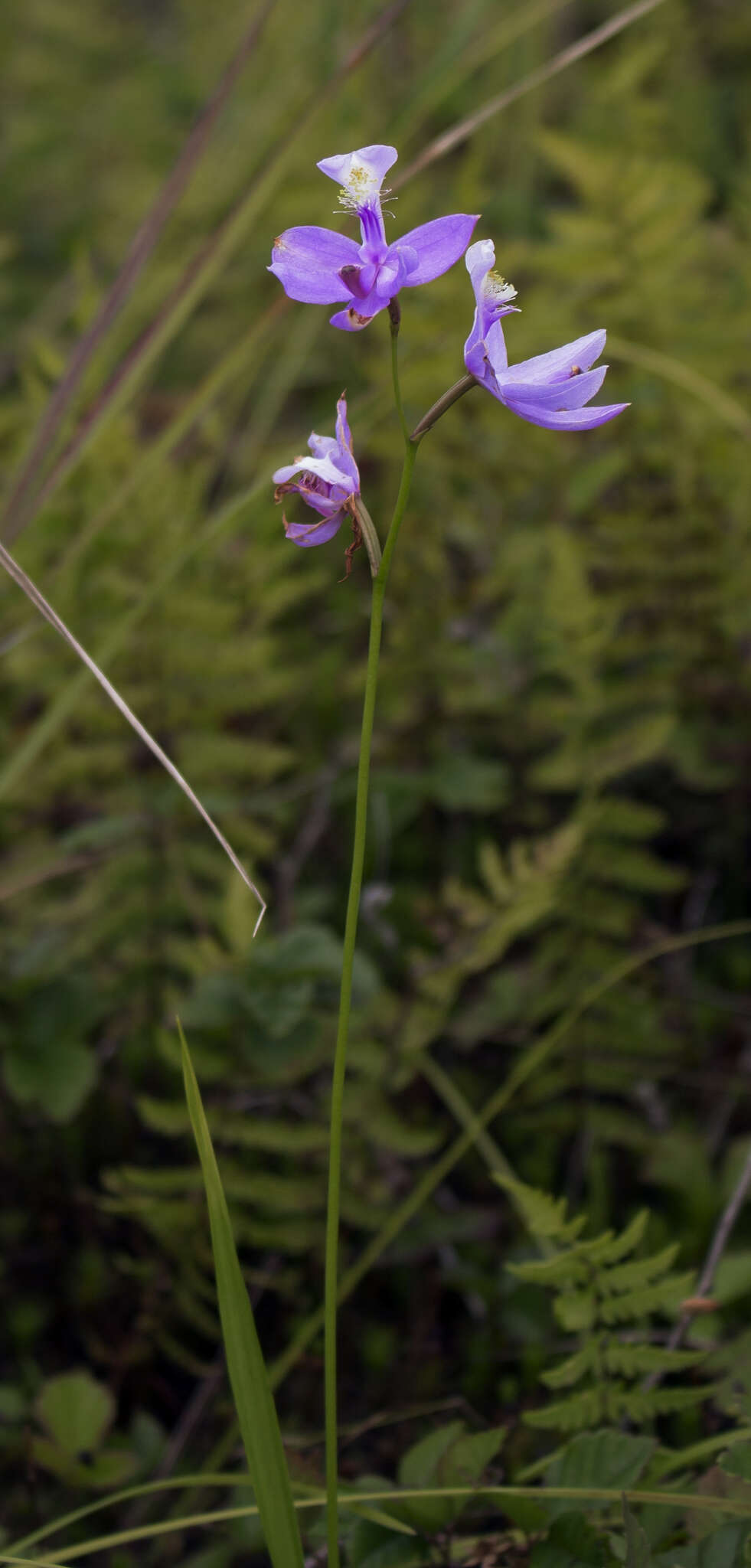 Image of Tuberous Grasspink