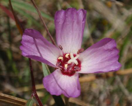 Plancia ëd Clarkia franciscana H. Lewis & Raven