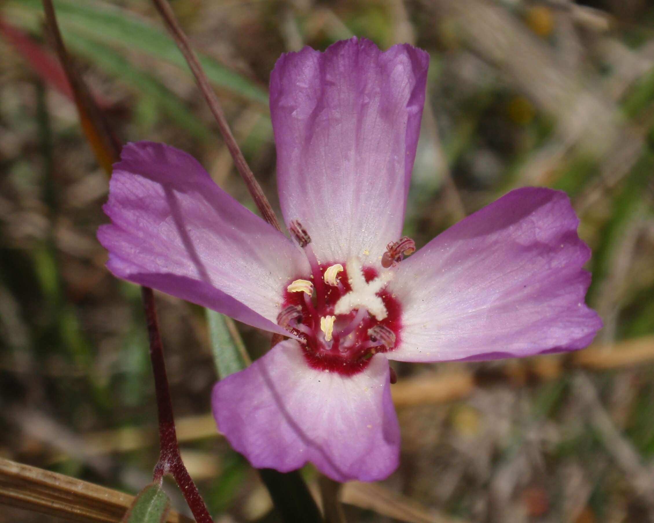 Image of Presidio clarkia