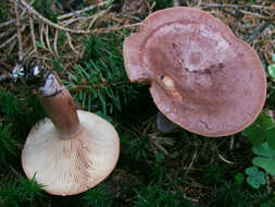 Image of Rufous Milkcap