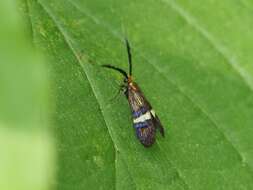 Image of Small Barred Long-horn