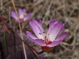 Plancia ëd Clarkia franciscana H. Lewis & Raven