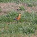 صورة Limosa limosa limosa (Linnaeus 1758)