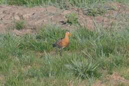 Image of Limosa limosa limosa (Linnaeus 1758)